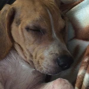 Meet your Posher, Gavin